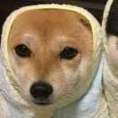 亞橙情感顧問的頭像