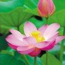 毛毛是智慧星的頭像