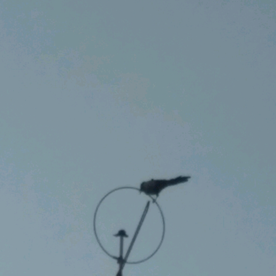 平淡的幸福的頭像