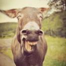 落、小洛的頭像