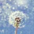 蒲公英的眼淚的頭像