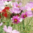 婉若清風的頭像