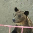 展翅飛翔的頭像