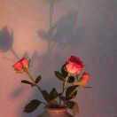 幸福一生			的頭像