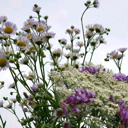 葉落冬生的頭像