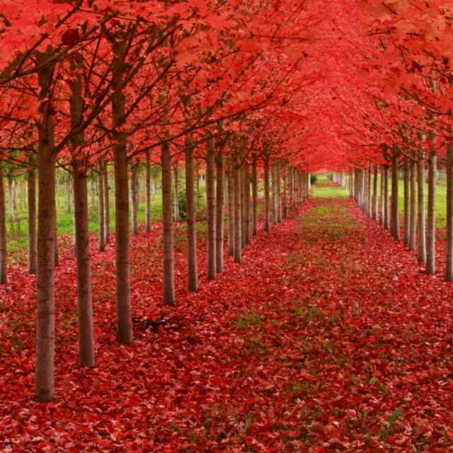 快樂秉承的頭像