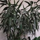 天使也會哭的頭像