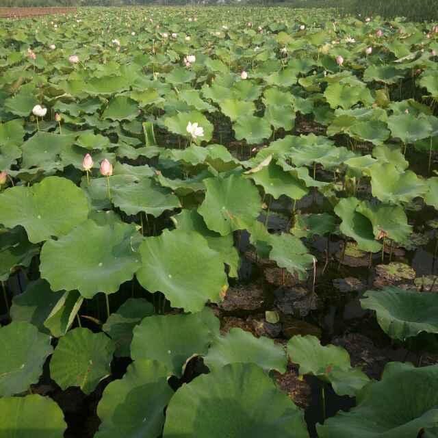 有你才完美的頭像