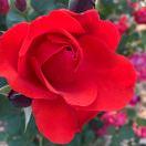 一笑而過的頭像