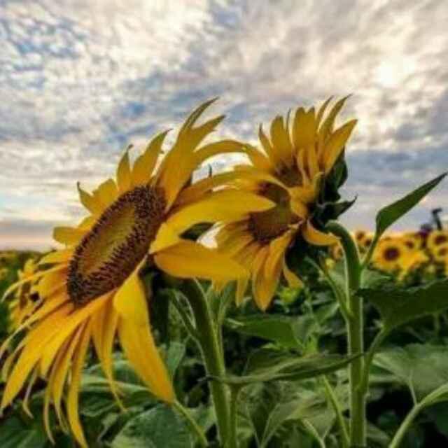 偉愷總代-包永強-13136222626的頭像