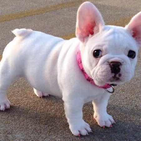 【初久】戀上咖啡の愛的頭像