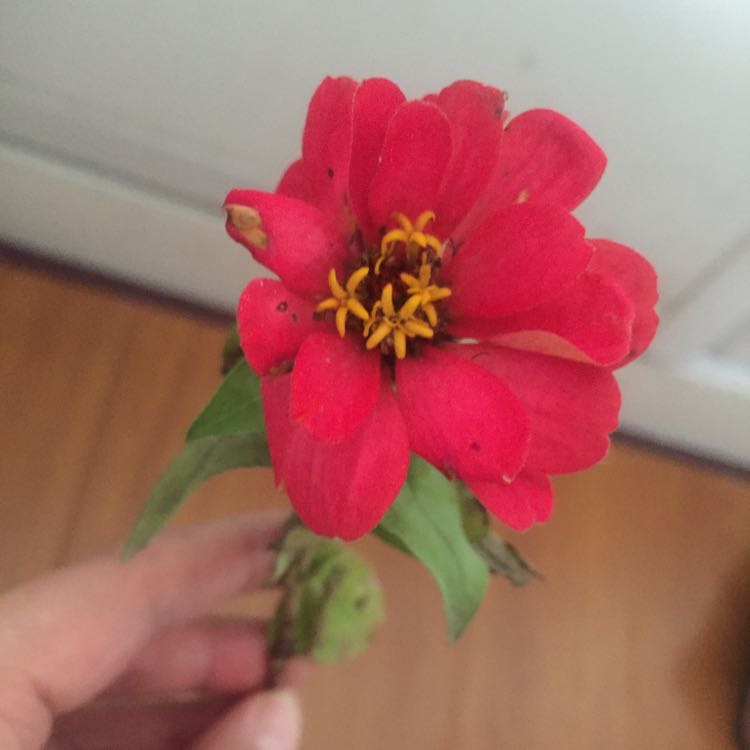 凡塵的塵埃的頭像