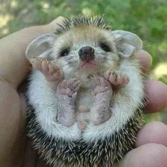 開(kāi)心果的頭像