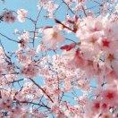 萬里晴云的頭像