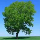 努力的小學霸呀的頭像