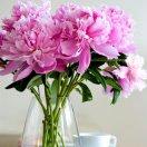 天天向上的頭像