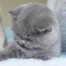 陌生人感覺的頭像