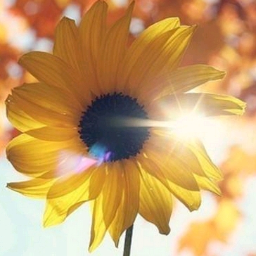 匆匆過客的頭像