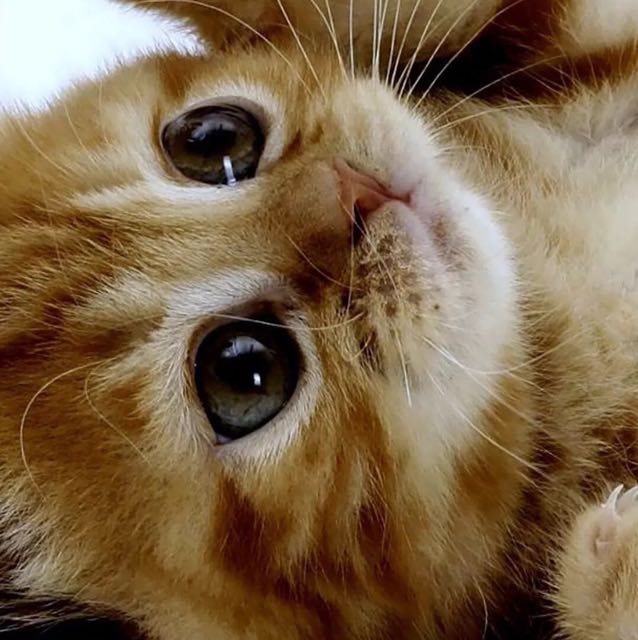 抬頭゛仰望那彌足珍貴的頭像