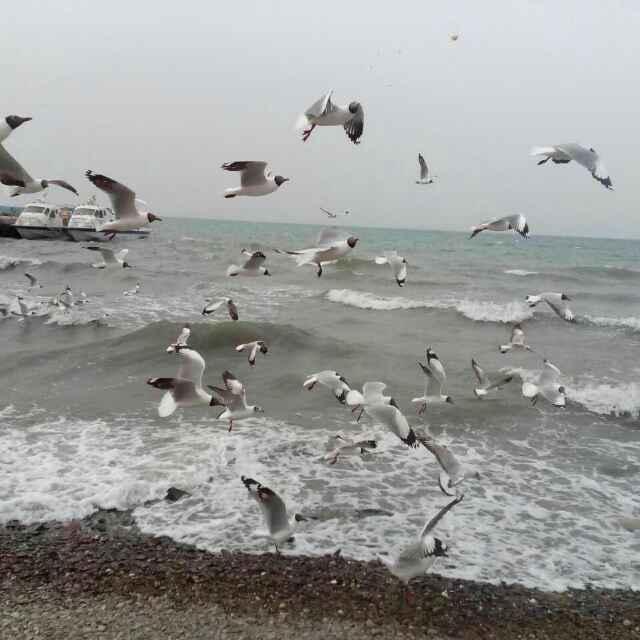 草原青青的頭像