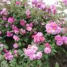 陌上花開的頭像