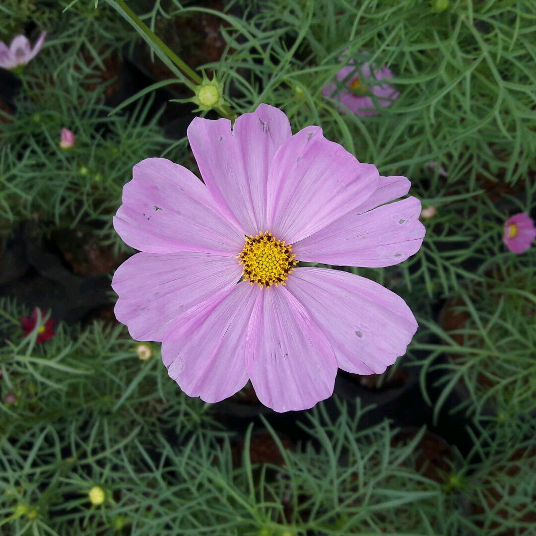 最牛專家的頭像