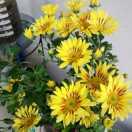 緣來緣去的頭像