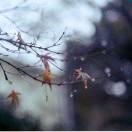 或許你是我的的頭像