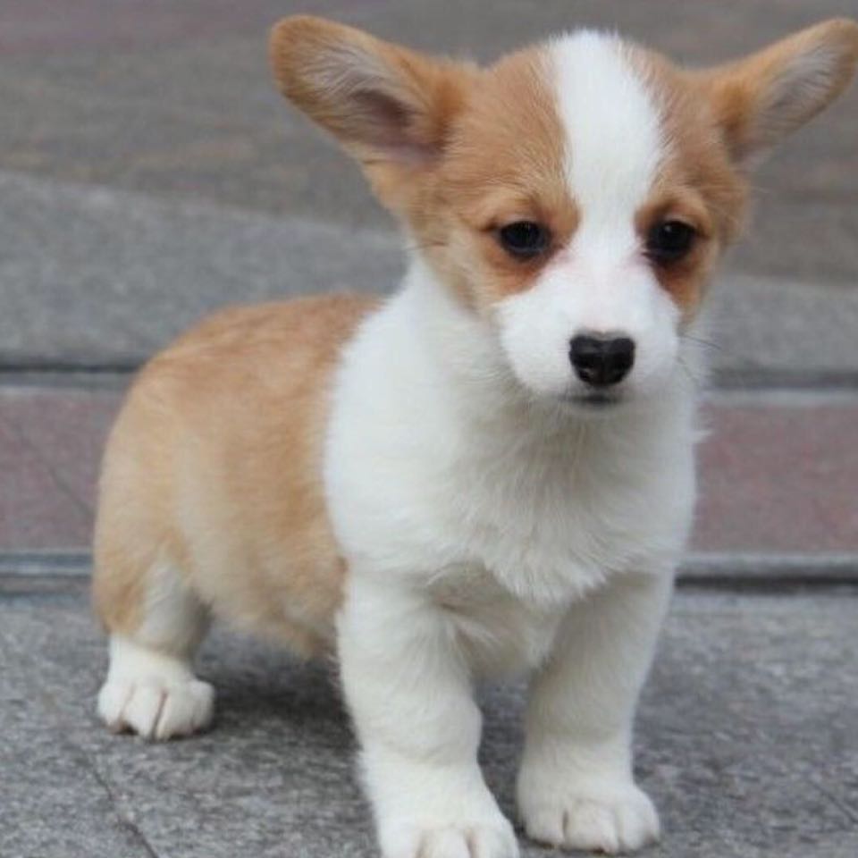 冷清秋。的頭像