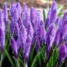 暗香盈袖的頭像