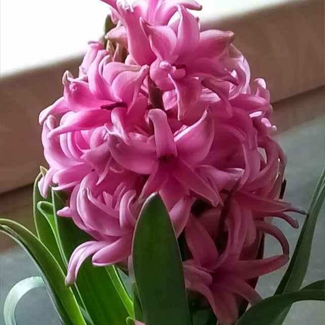 峰回路轉.封情鎖愛的頭像