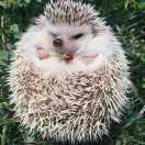 蜷縮的刺猬的頭像