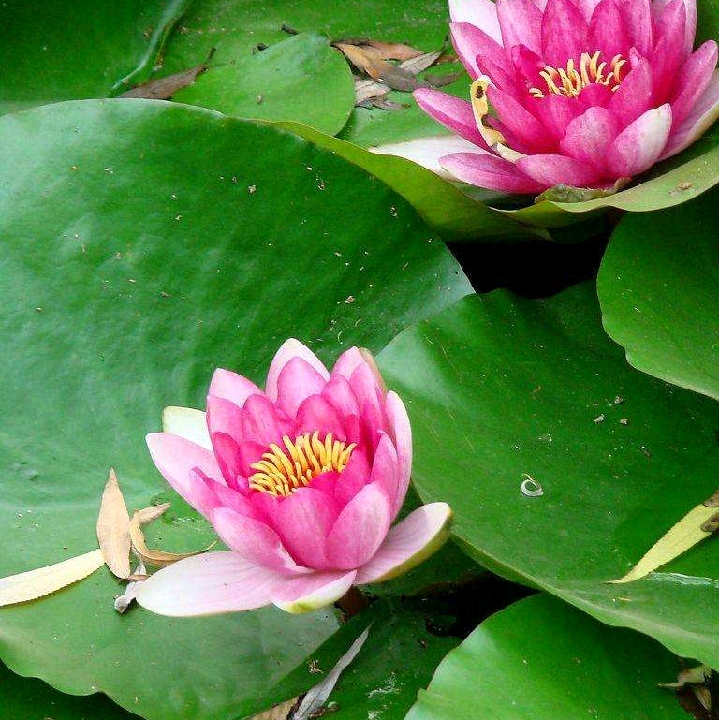 人走茶涼的頭像