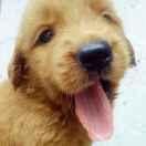 小混混打盹中的頭像