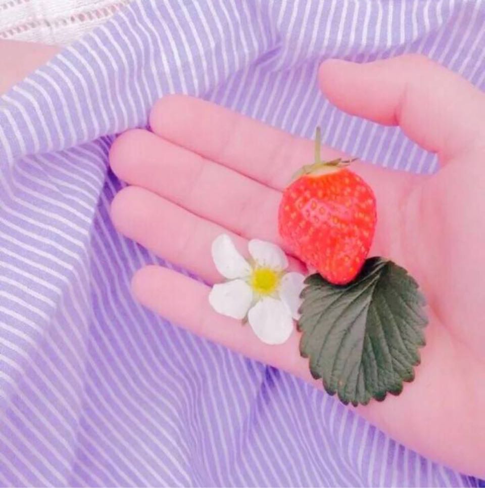 一只松鼠的頭像