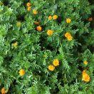 心想事成消防的頭像