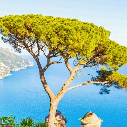 剝了殼的蛋蛋的頭像