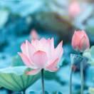 余生陪你看遍最美的花海的頭像