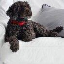 旭日東升的頭像