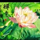 平安17685860587的頭像