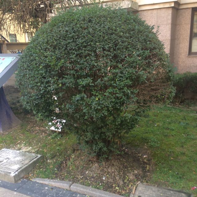 低調的迷彩綠的頭像