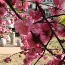 靜待花開的頭像