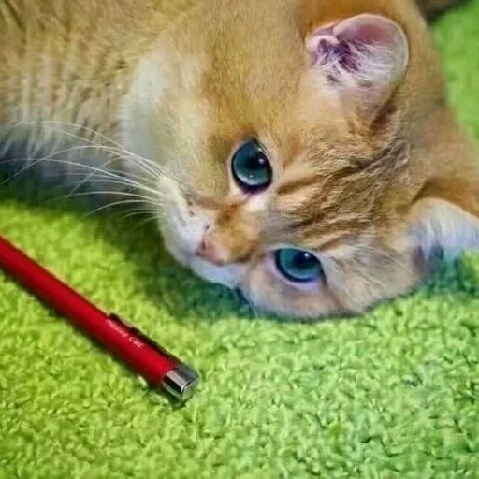 思念]o[365か的頭像