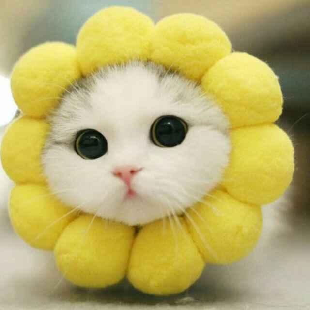 丶little?sun的頭像