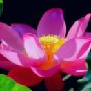 美子的頭像