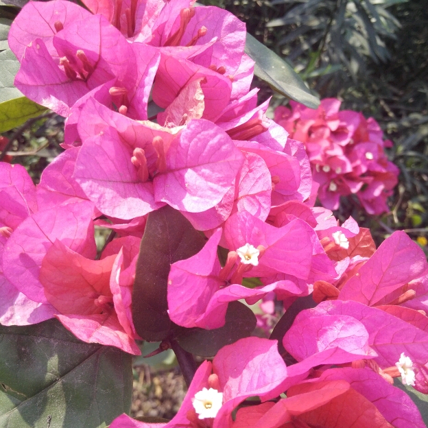 神經兮兮的頭像