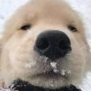 山頂洞人的頭像