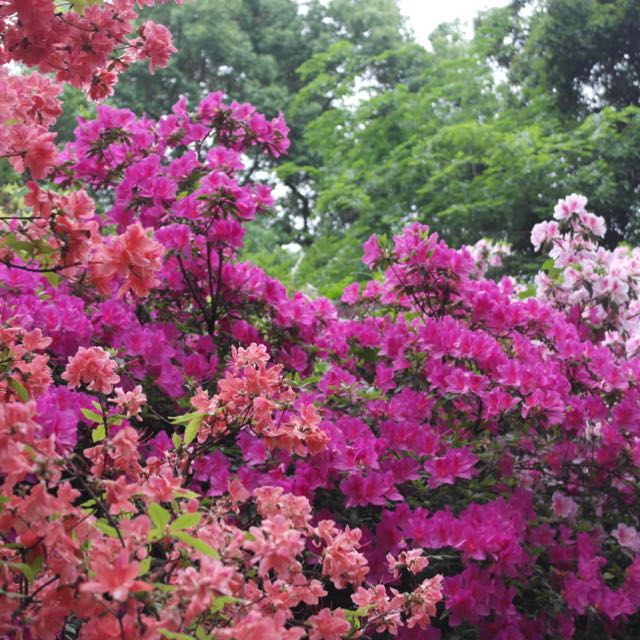 選擇安安靜靜陪著你的頭像