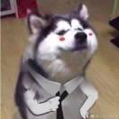 彩虹屁高手的頭像