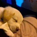 養(yǎng)狗大戶的頭像